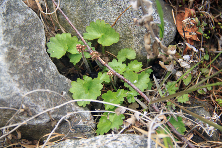 Image of Micranthes aestivalis specimen.