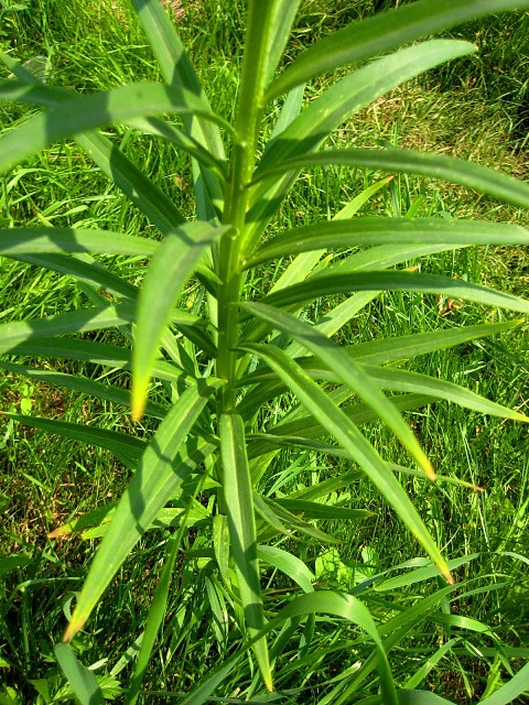 Image of Lilium pensylvanicum specimen.