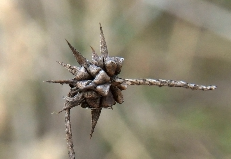 Image of Ceratocephala orthoceras specimen.