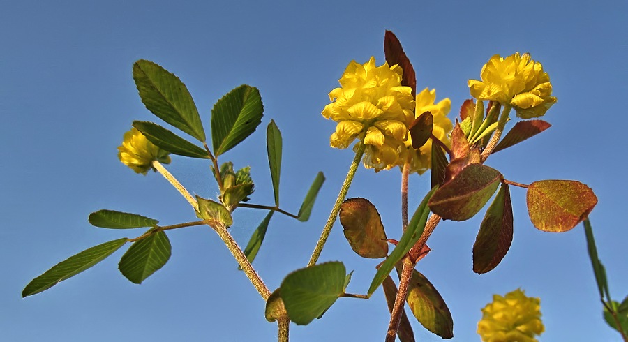 Image of Trifolium campestre specimen.