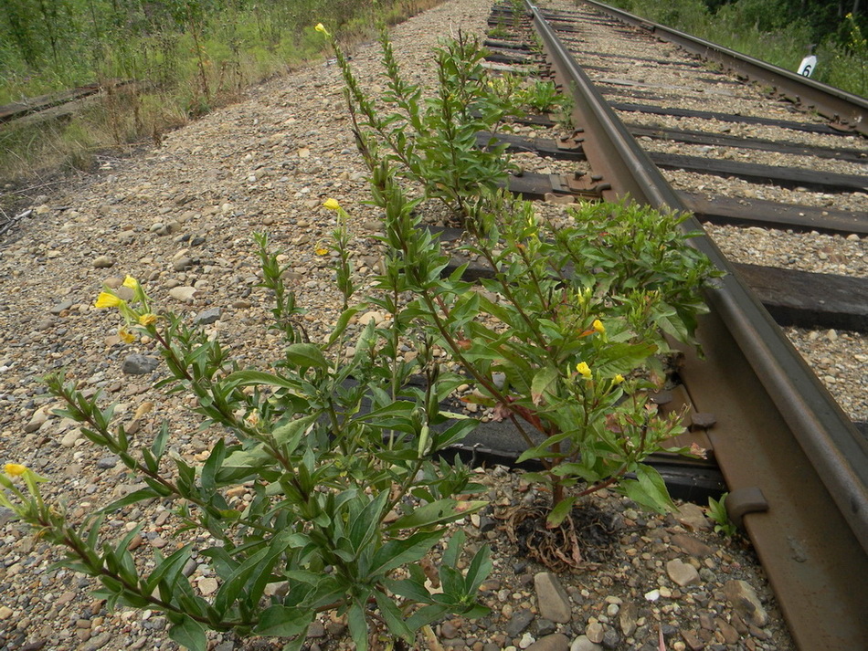 Image of Oenothera rubricaulis specimen.