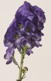 род Aconitum. Соцветие. Германия, г. Кемпен, в парке. 18.10.2012.