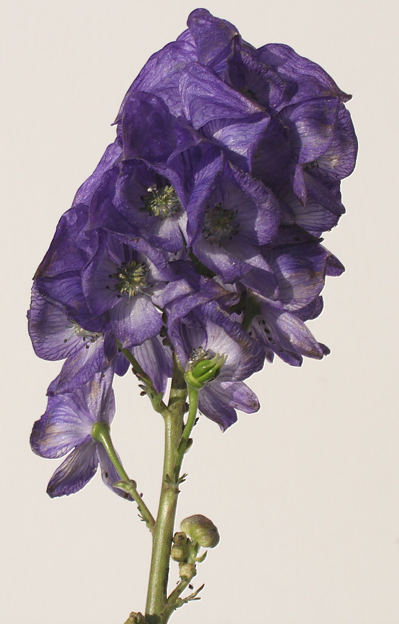 Image of genus Aconitum specimen.