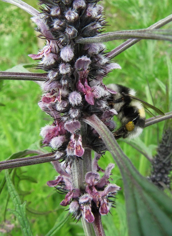 Изображение особи Leonurus deminutus.