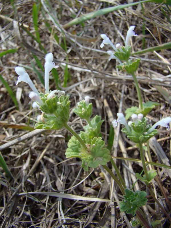 Изображение особи Lamium amplexicaule.