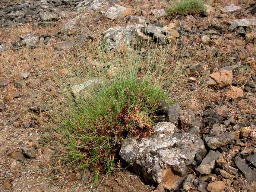 Изображение особи Acantholimon majewianum.