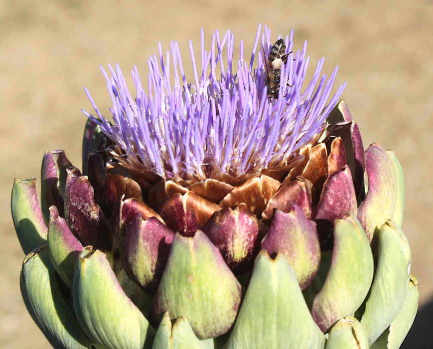 Image of Cynara scolymus specimen.