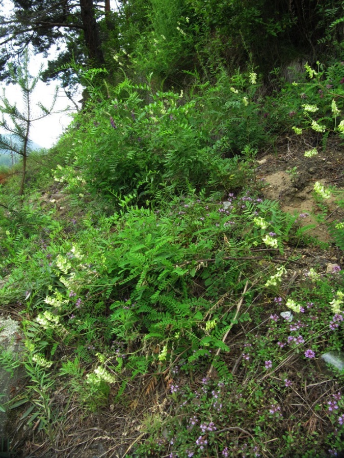 Image of Astragalus propinquus specimen.