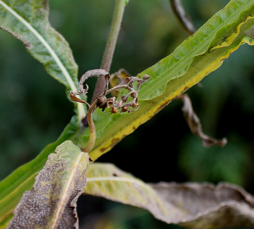 Image of Verbesina alternifolia specimen.