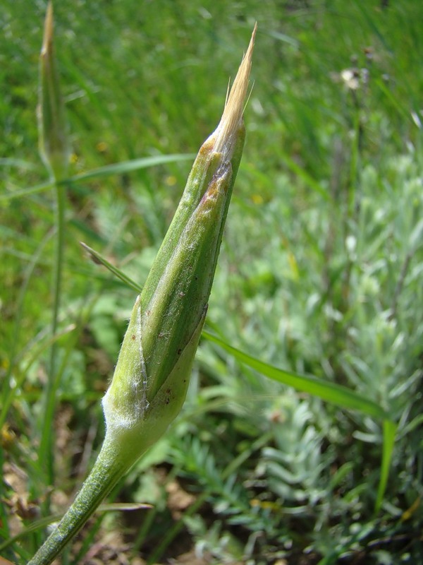 Image of Scorzonera mollis specimen.