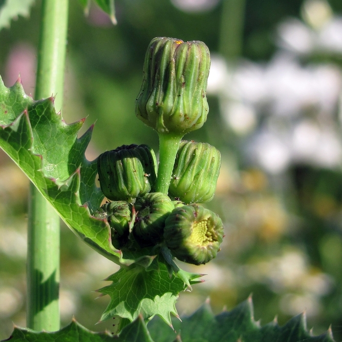 Image of Sonchus asper specimen.