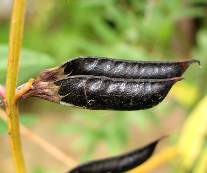 Image of Vicia sepium specimen.