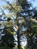Смотреть изображение Cedrus libani