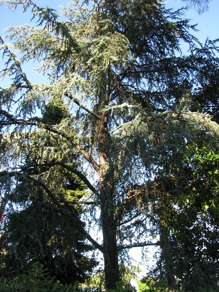 Image of Cedrus libani specimen.