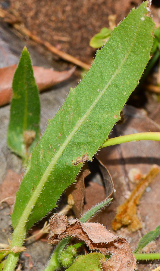 Image of Hedypnois rhagadioloides specimen.