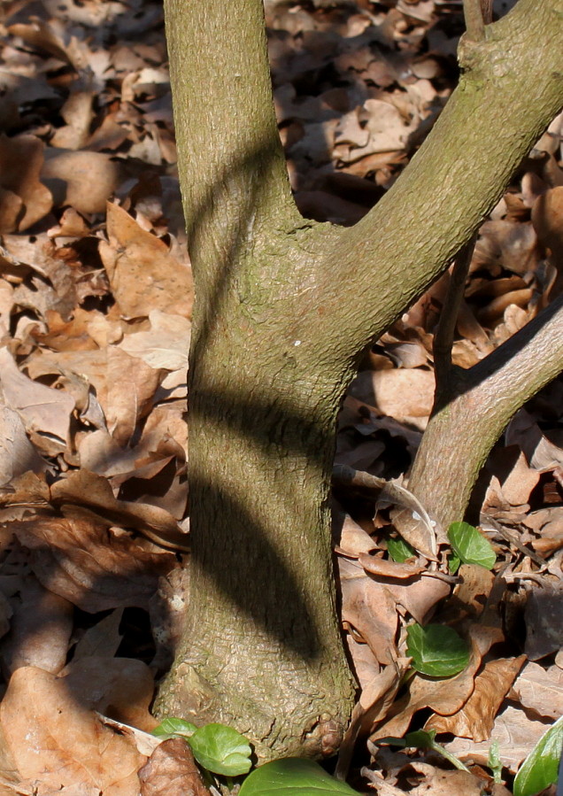 Image of Rhododendron oreodoxa specimen.