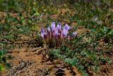 Astragalus dolichophyllus