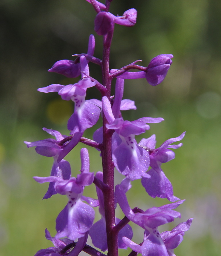 Изображение особи Orchis mascula.