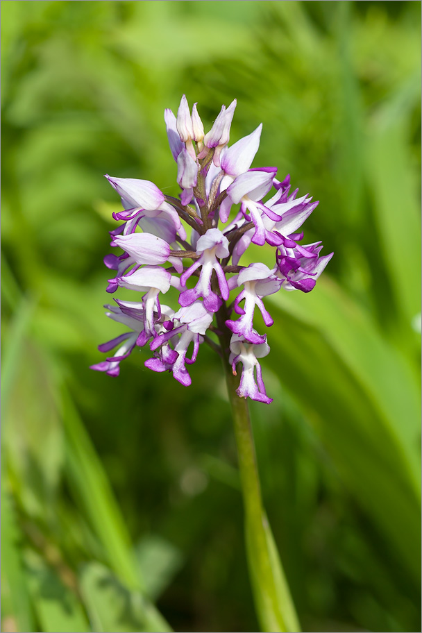 Изображение особи Orchis militaris.