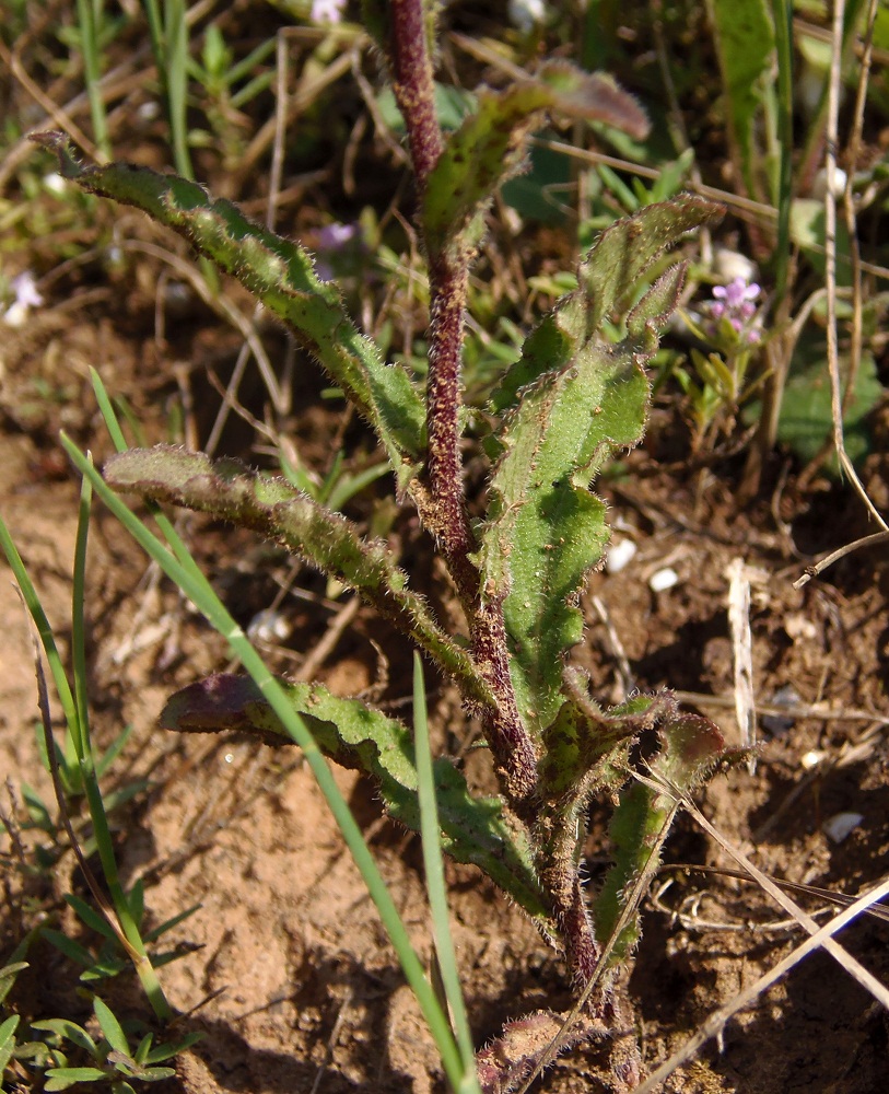 Image of Campanula sibirica specimen.