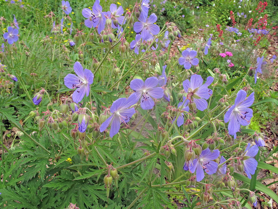 Image of Geranium pratense specimen.