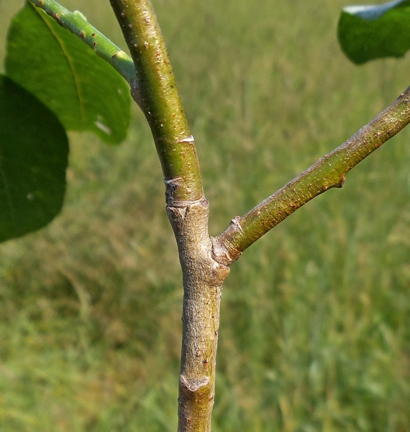 Image of Salix caprea specimen.