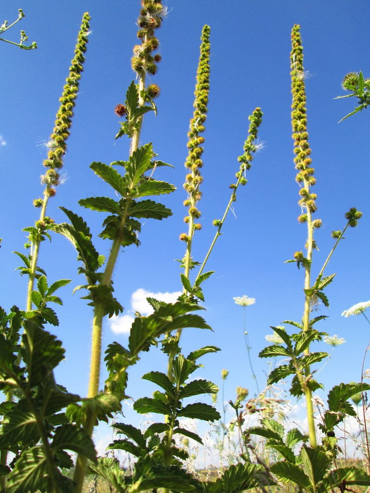 Изображение особи Agrimonia eupatoria.