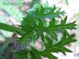 Filipendula vulgaris