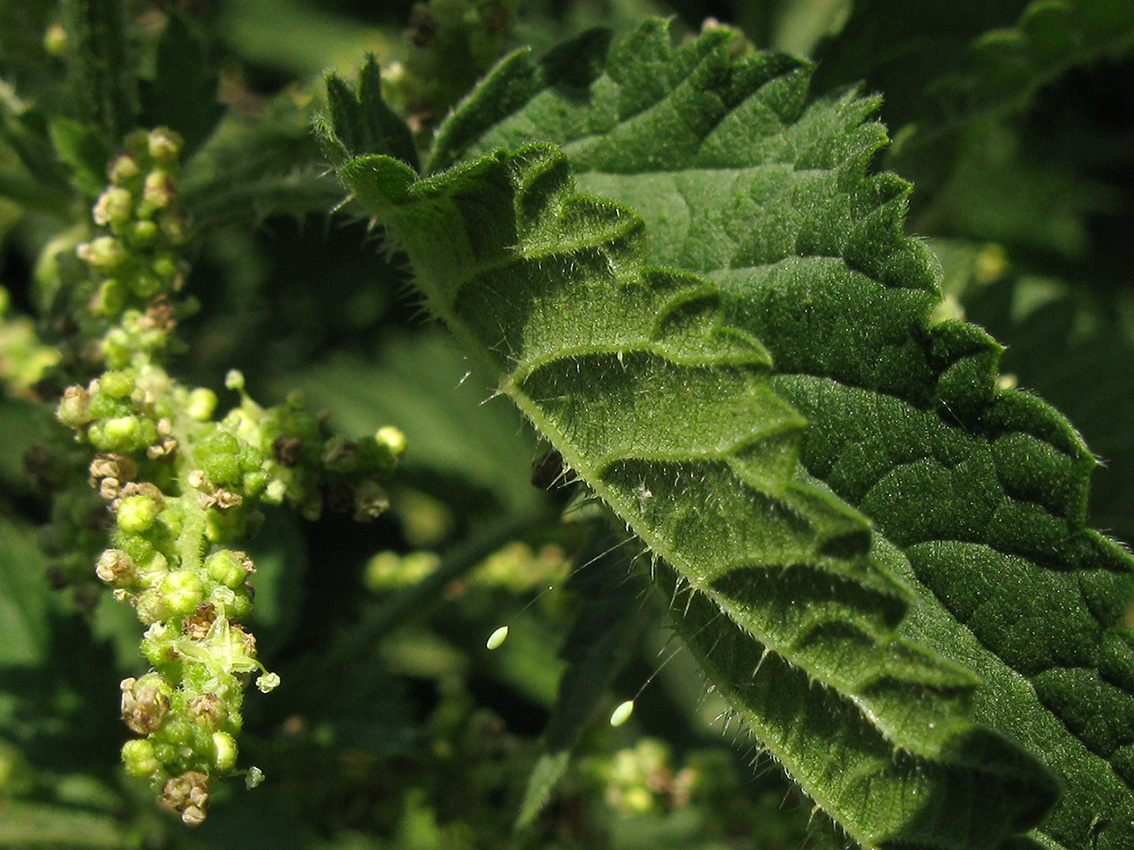 Image of Urtica dioica specimen.