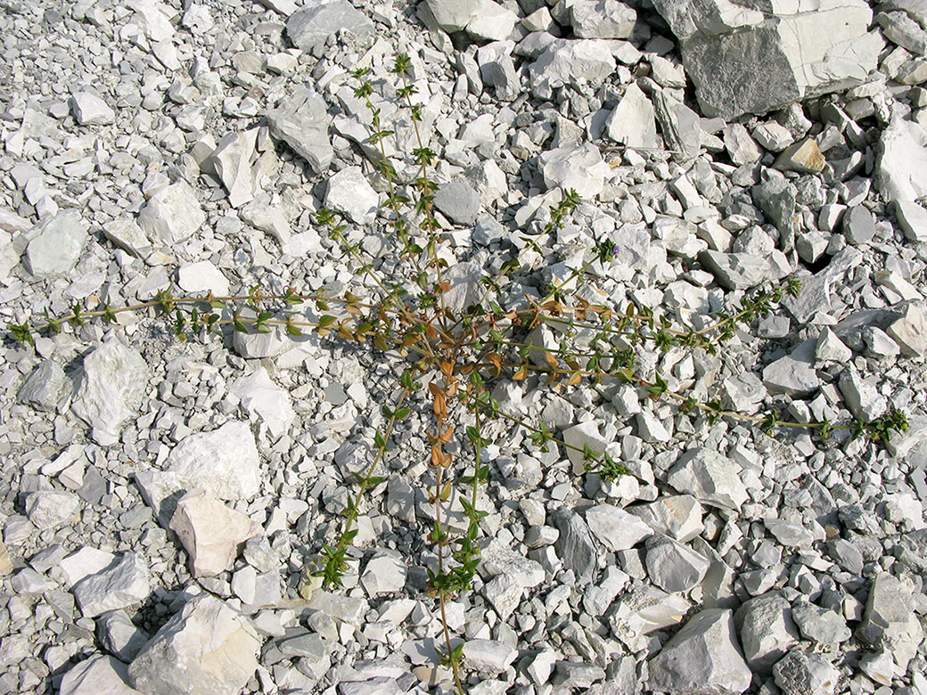 Image of Anagallis foemina specimen.