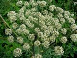 Angelica sylvestris