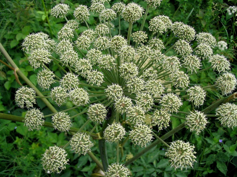 Image of Angelica sylvestris specimen.