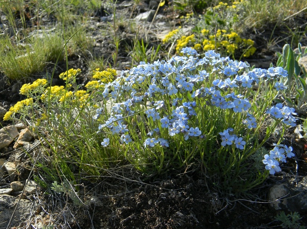 Изображение особи Eritrichium altaicum.