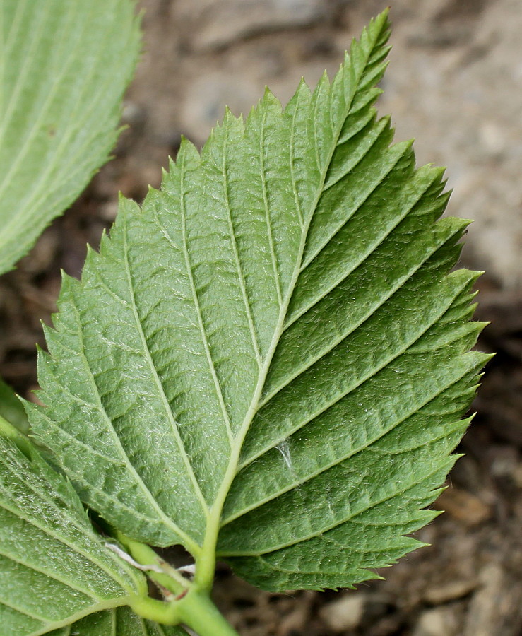 Image of Rhodotypos scandens specimen.