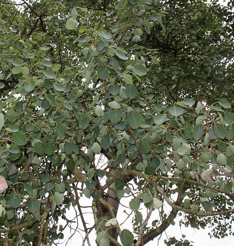 Image of Populus tremula specimen.