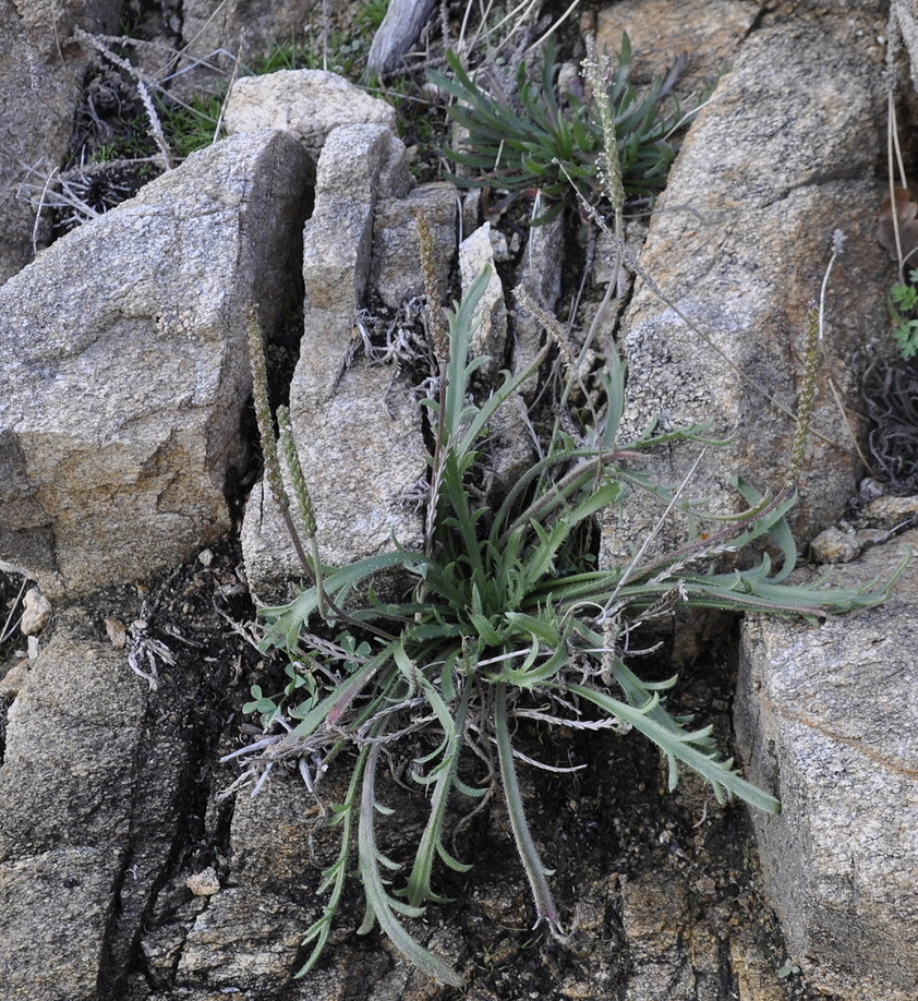 Image of Plantago coronopus specimen.