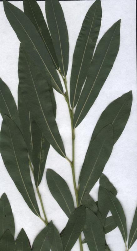 Image of Salix vinogradovii specimen.