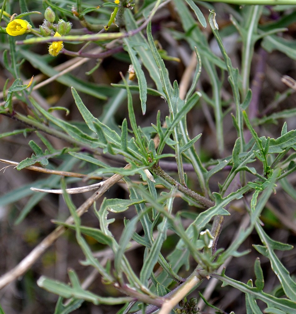 Image of Diplotaxis tenuifolia specimen.