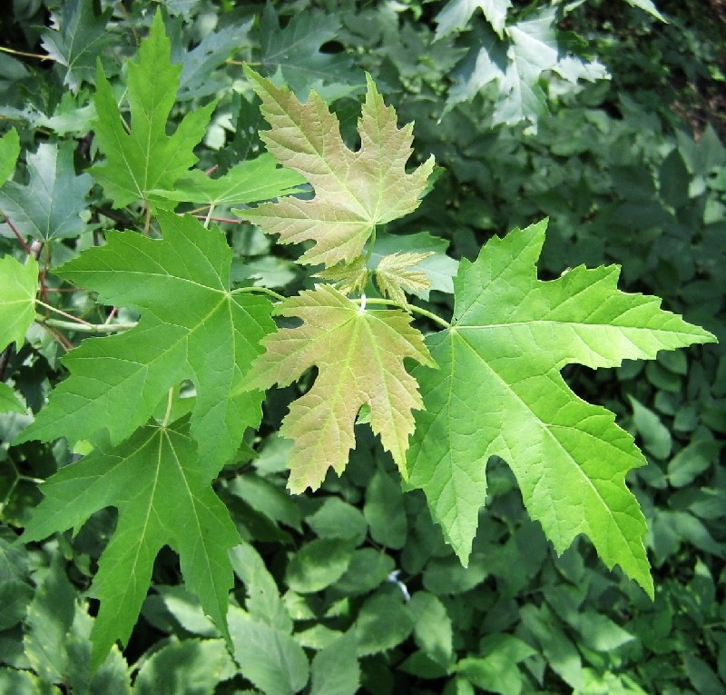 Image of Acer saccharinum specimen.