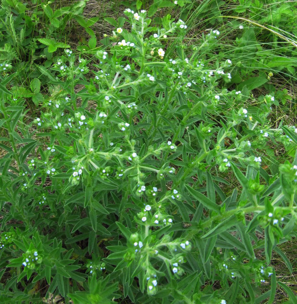 Липучка оттопыренная. Липучка растопыренная (Lappula squarrosa). Липучка Lappula Myosotis. Липучка обыкновенная, оттопыренная, ежевидная. Липучка обыкновенная сорняк.