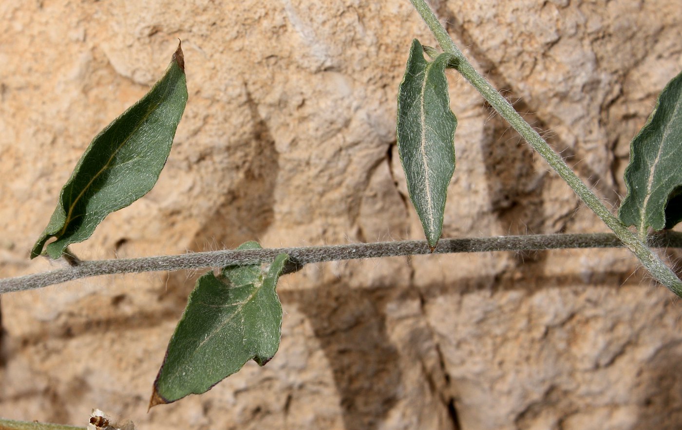 Image of Convolvulus auricomus specimen.