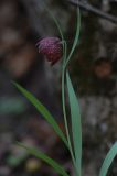 Fritillaria montana