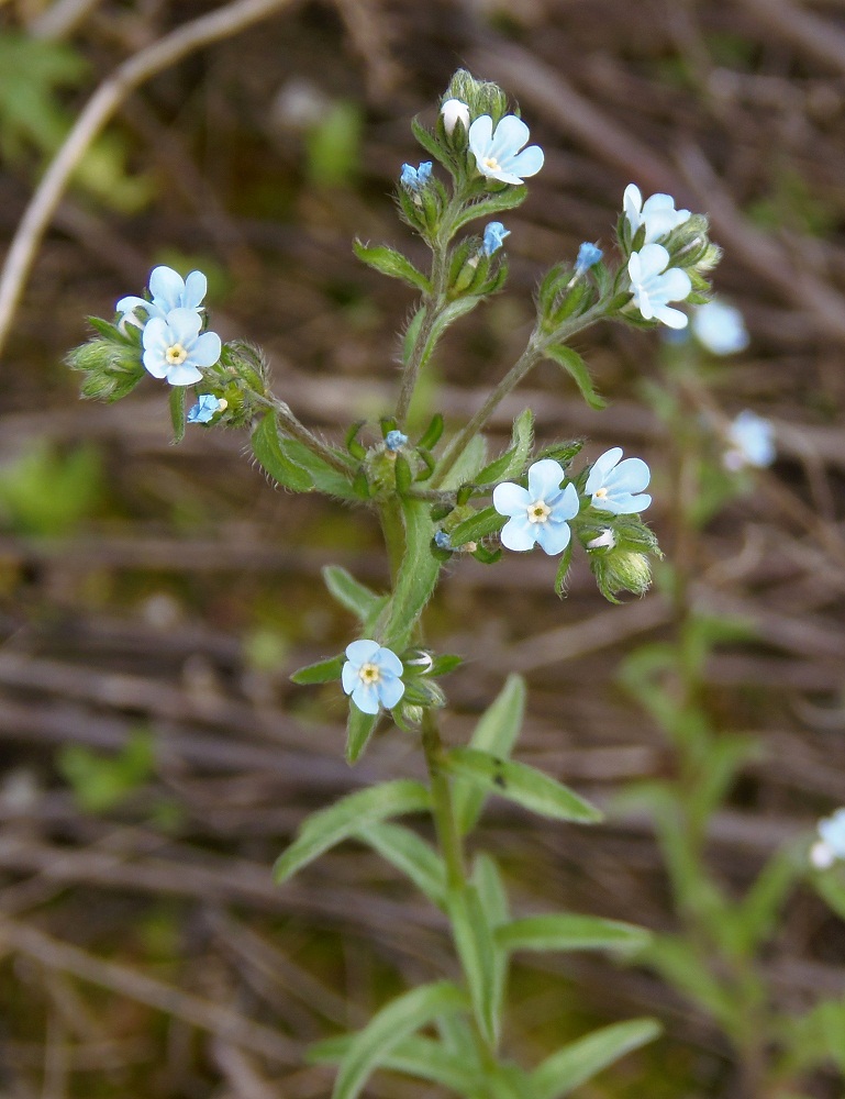 Image of Lappula squarrosa specimen.