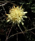 Cephalaria coriacea. Соцветие. ЮВ Крым, Западная часть Армутлукской долины, подножья горы Белой. 10 октября 2013 г.