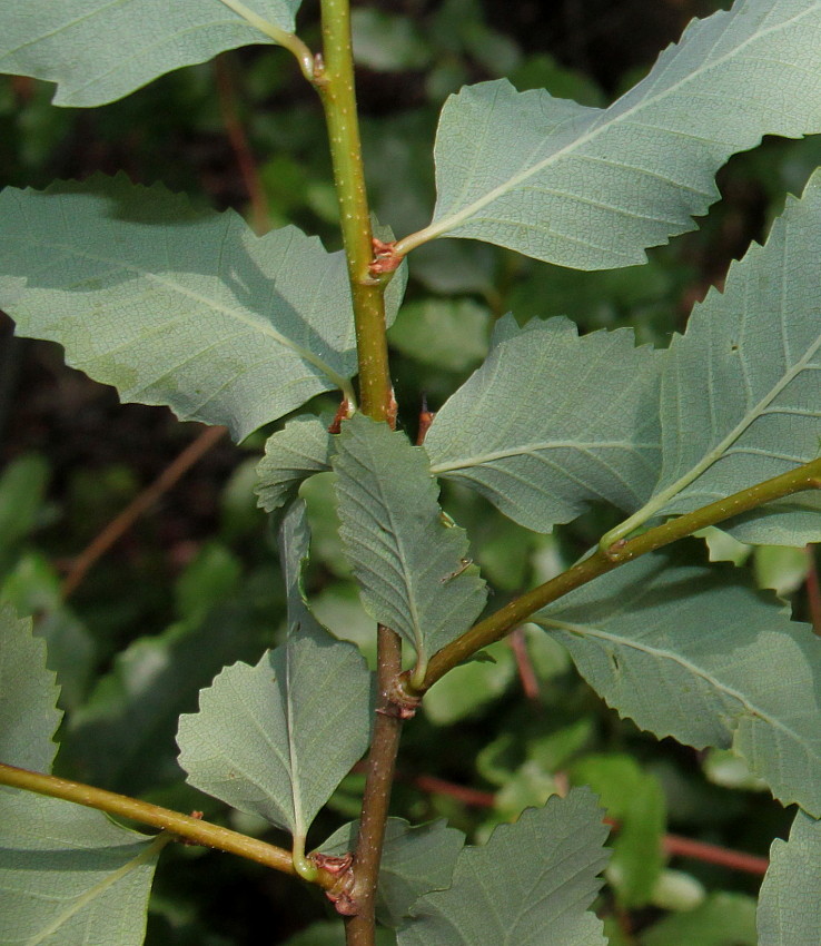 Изображение особи Nothofagus pumilio.