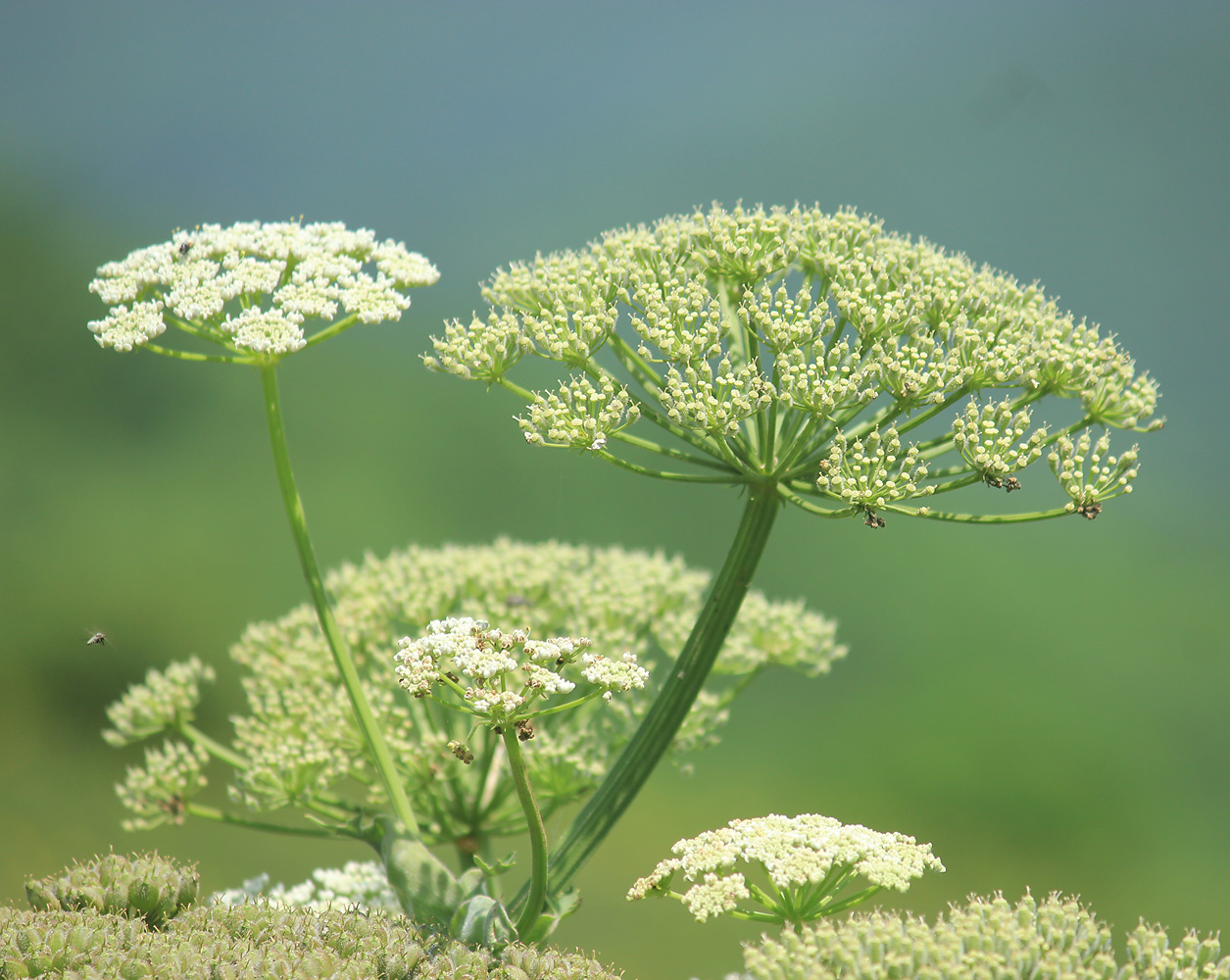 Image of Heracleum stevenii specimen.