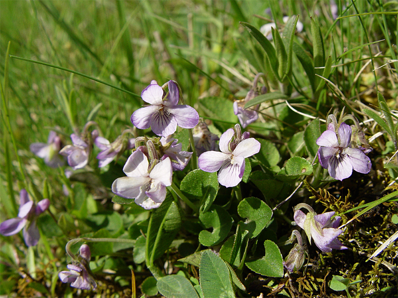 Image of Viola rupestris specimen.