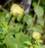 Trollius europaeus. Верхушки побегов с распускающимися бутонами. Германия, г. Дюссельдорф, Ботанический сад университета. 04.05.2014.