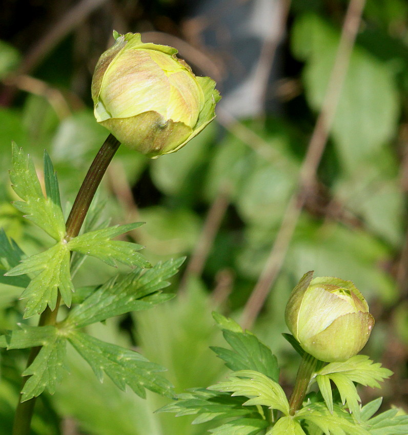 Изображение особи Trollius europaeus.