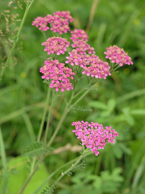 Изображение особи Achillea millefolium.